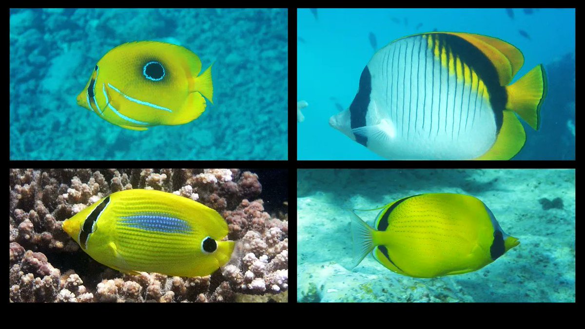 coralseafound's tweet photo. The biodiversity of the inshore #GreatBarrierReef still inspires. 14 species of Butterflyfish seen in 1hr at Geoffrey Bay, Magnetic Island today!
#reefalive 
#ClimateAction #tooprecioustolose
https://t.co/9DapDWKXFj https://t.co/JTtF8zdmwq