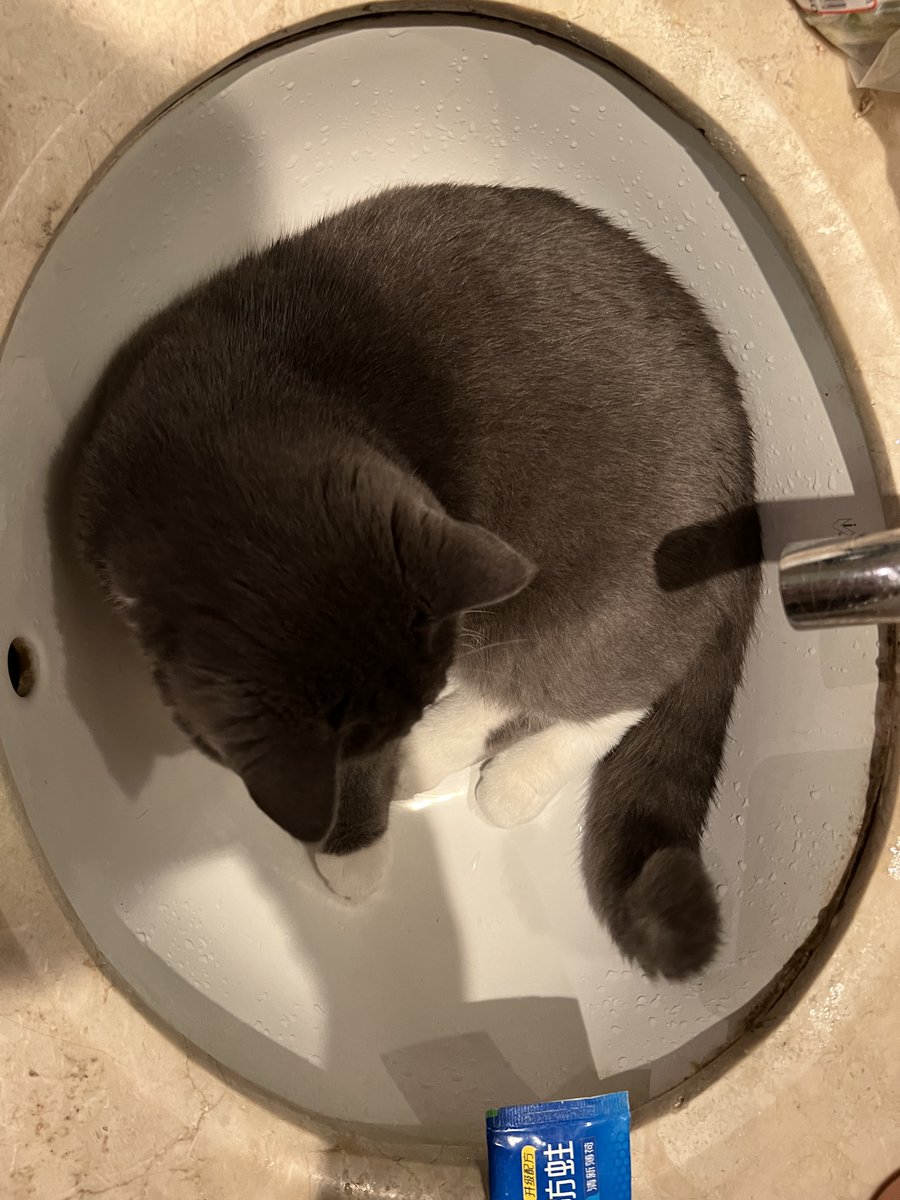 Fat #cat Tom want to have a shower ?😺😺