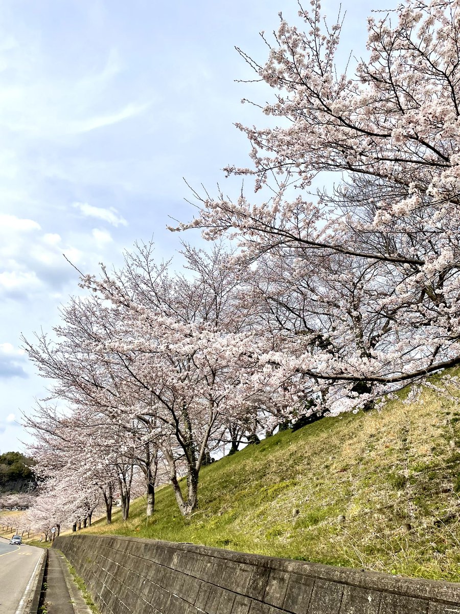 horishow5963's tweet photo. #TLを桜でいっぱいにしよう 
#TLを花でいっぱいにしよう 
#iPhoneクオリティ 
ツーリング先の風景😊👍 https://t.co/js7YFz9vKj