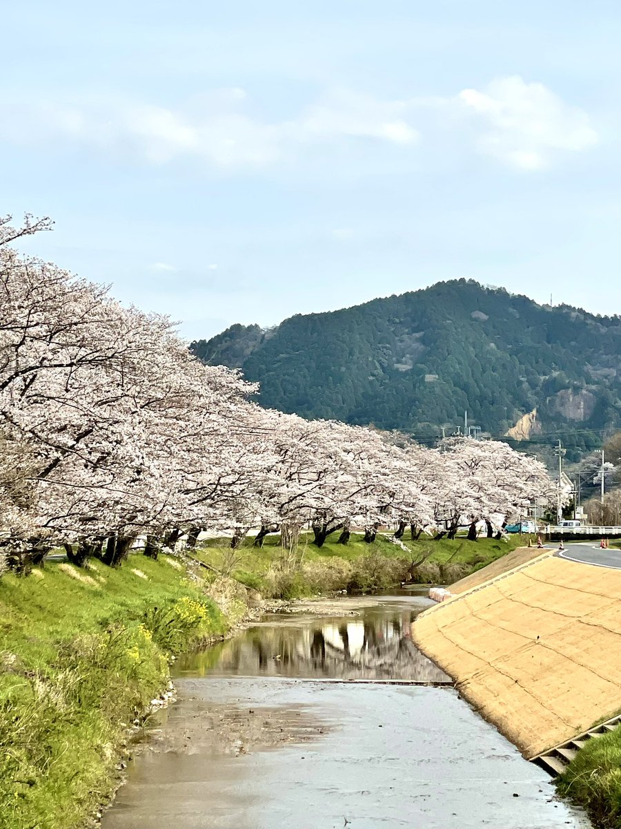 horishow5963's tweet photo. #TLを桜でいっぱいにしよう 
#TLを花でいっぱいにしよう 
#iPhoneクオリティ 
ツーリング先の風景😊👍 https://t.co/js7YFz9vKj