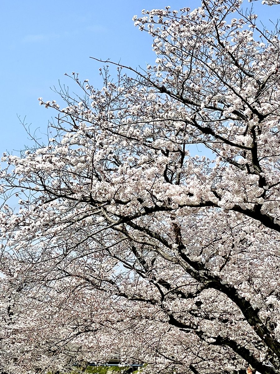 horishow5963's tweet photo. #TLを桜でいっぱいにしよう 
#TLを花でいっぱいにしよう 
#iPhoneクオリティ 
ツーリング先の風景😊👍 https://t.co/js7YFz9vKj