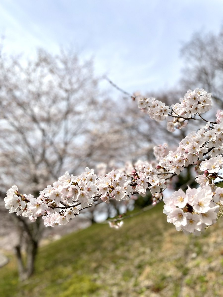 horishow5963's tweet photo. #TLを桜でいっぱいにしよう 
#TLを花でいっぱいにしよう 
#iPhoneクオリティ 
ツーリング先の風景😊👍 https://t.co/js7YFz9vKj