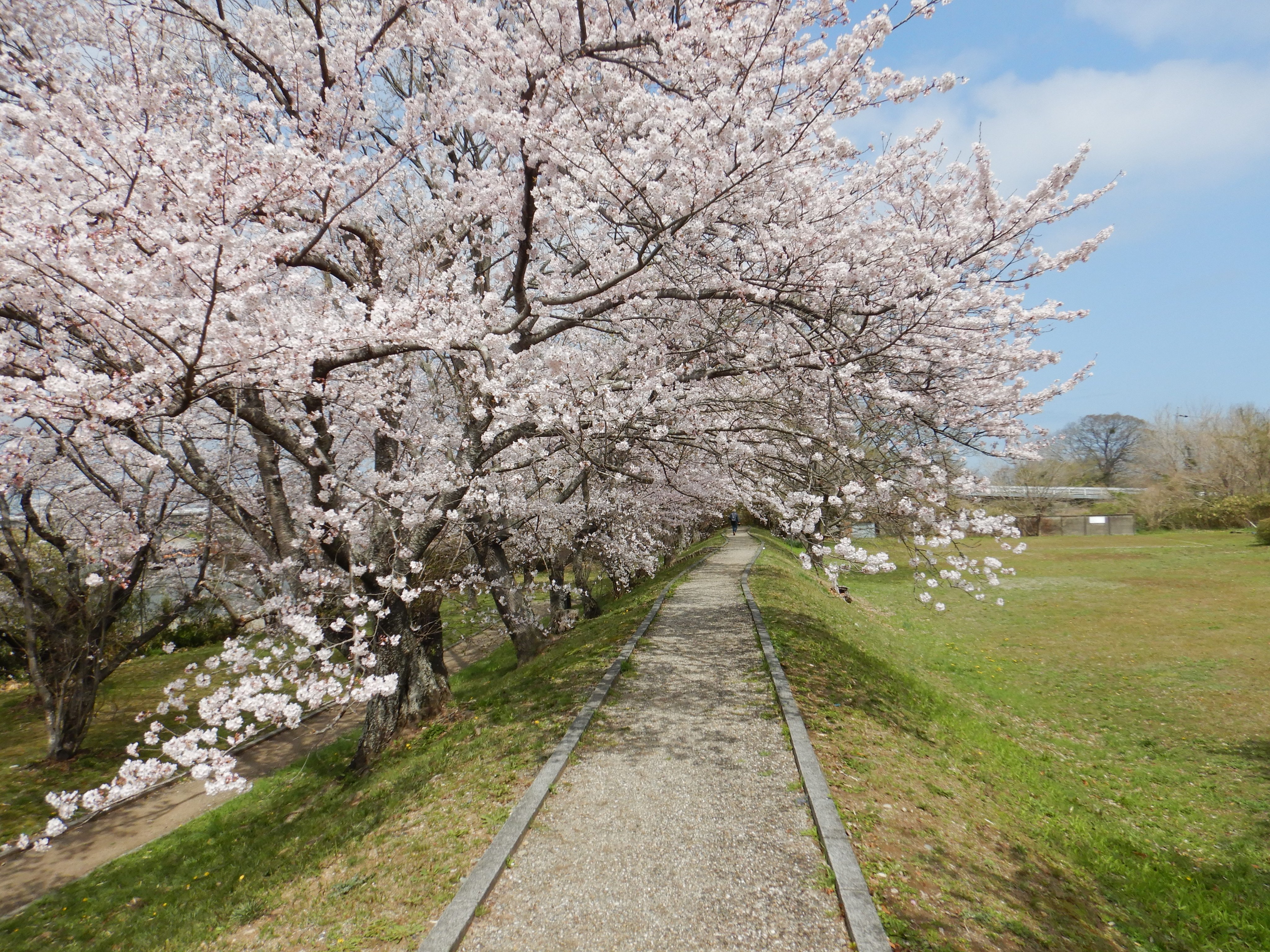 国土交通省 三重河川国道事務所 河川 春らしい日が続いており 宮川堤公園の桜の開花状況は5分咲き程度となっています 公園内の約７００本の桜は週末にかけて満開となるのではないでしょうか 花見に訪れる場合は 感染症拡大防止対策のうえ楽しみま