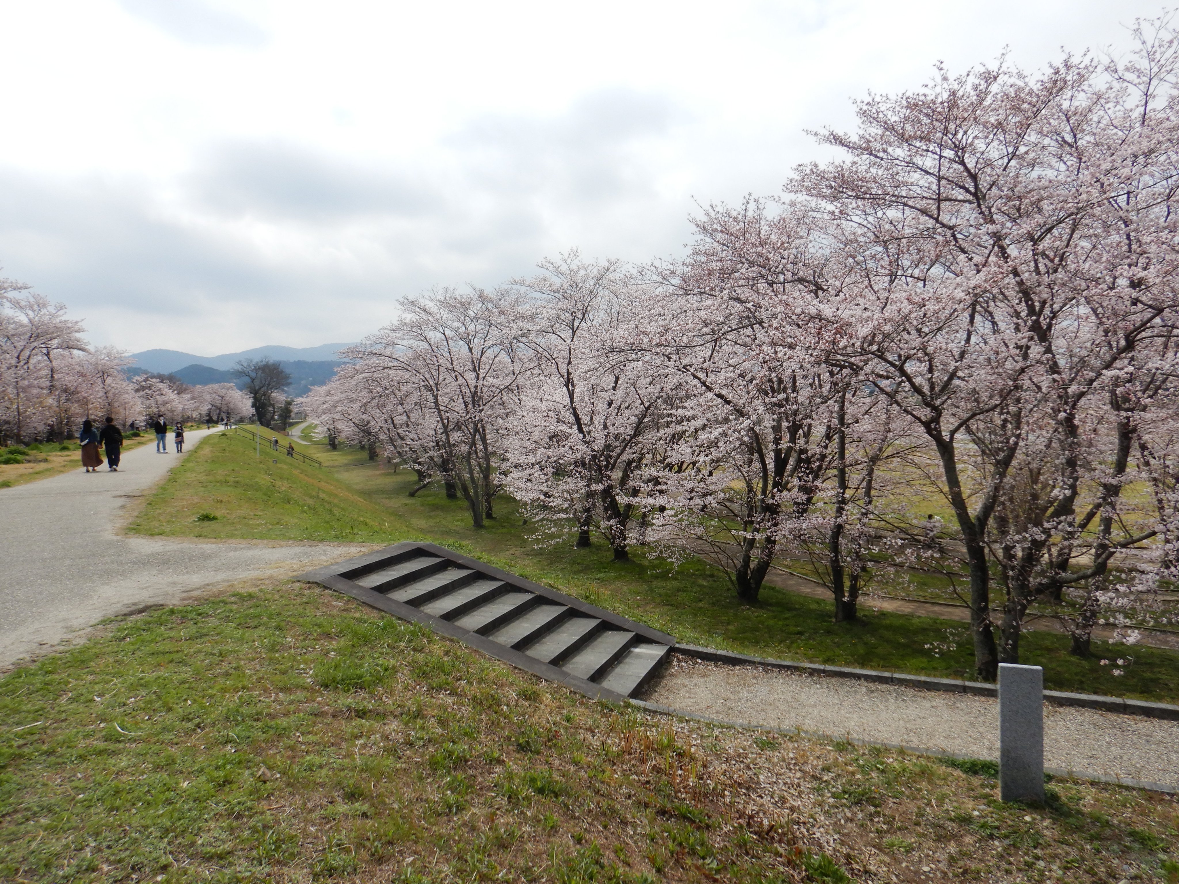 国土交通省 三重河川国道事務所 河川 春らしい日が続いており 宮川堤公園の桜の開花状況は5分咲き程度となっています 公園内の約７００本の桜は週末にかけて満開となるのではないでしょうか 花見に訪れる場合は 感染症拡大防止対策のうえ楽しみま