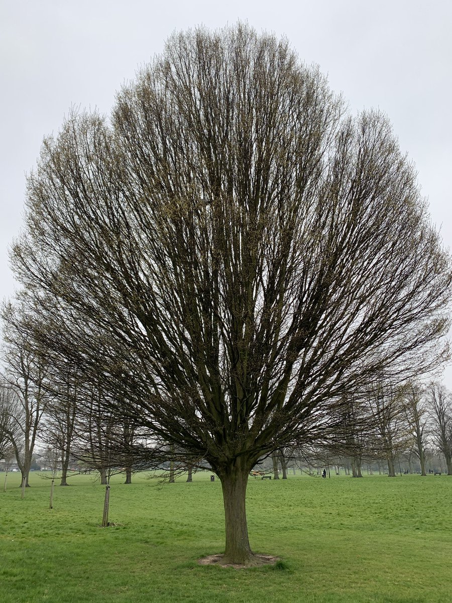 Frattale. E gradiente.