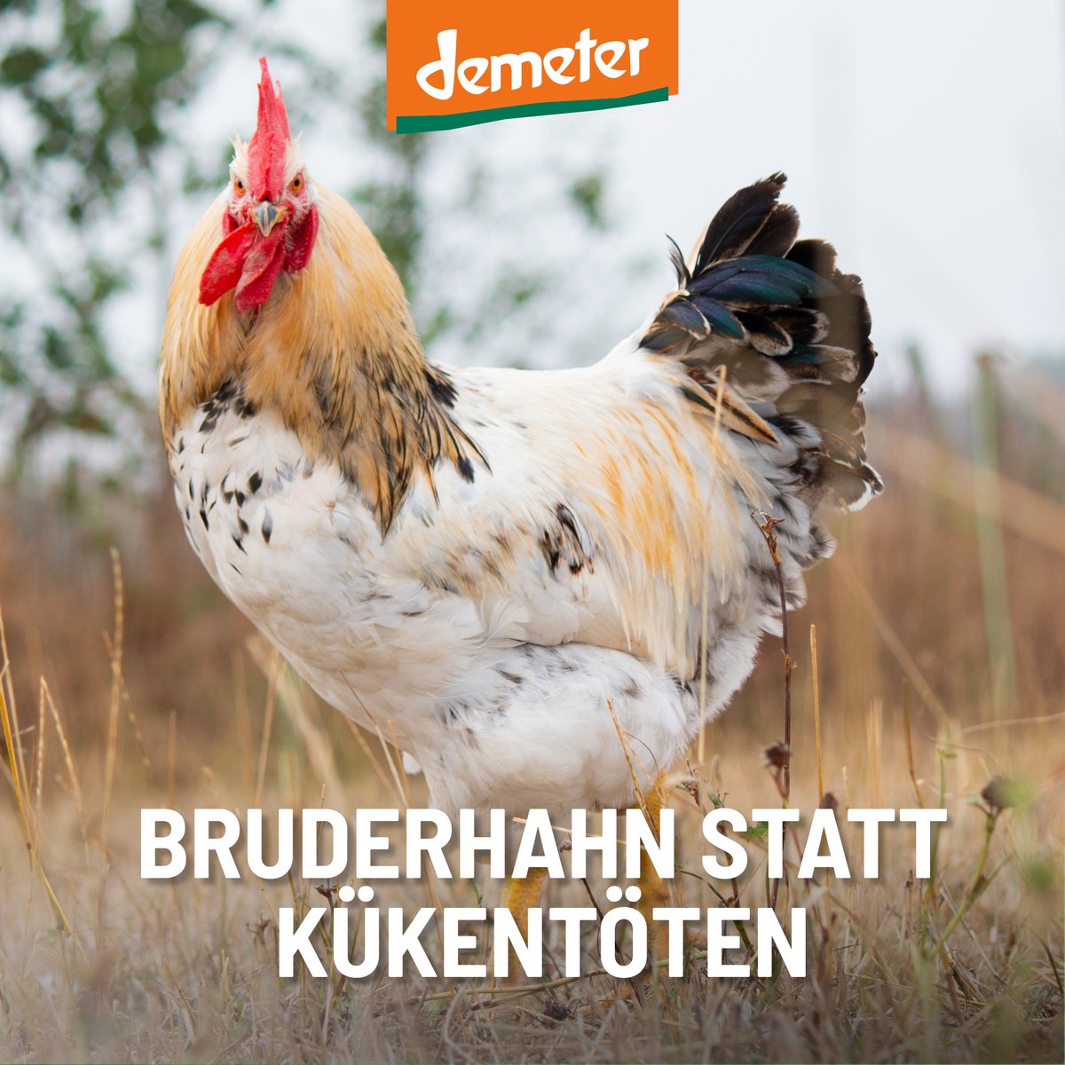 demeter_de's tweet photo. 🐓 #Bruderhahn statt #Kükentöten! Für jede Demeter-Henne wird auch der Bruderhahn großgezogen. Denn die angebrüteten Eier der männlichen Küken dürfen bei Demeter nicht mittels einer #Geschlechtsbestimmung im Ei (#InOvo) aussortiert und vernichtet werden. https://t.co/zIDAc6I1dD