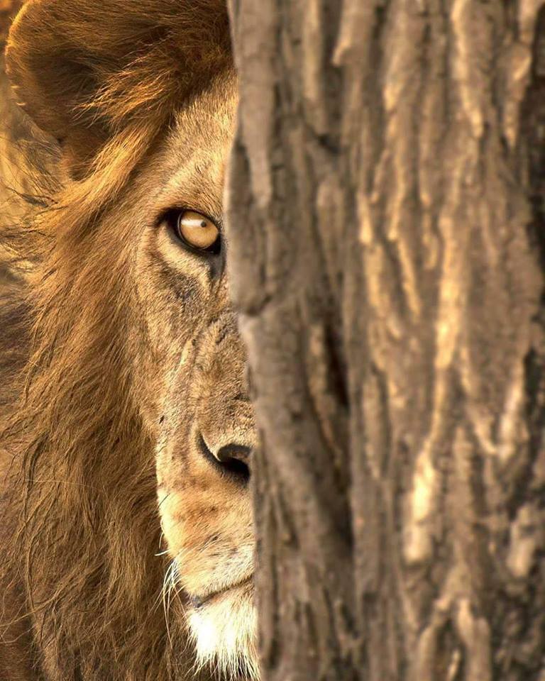 reitlion's tweet photo. Good morning #ReitLion family!
#NFT #opensea #NFTs #Metapera #ReitAngel #ReitLioness #polygonNFT https://t.co/t3oSqZVWKk