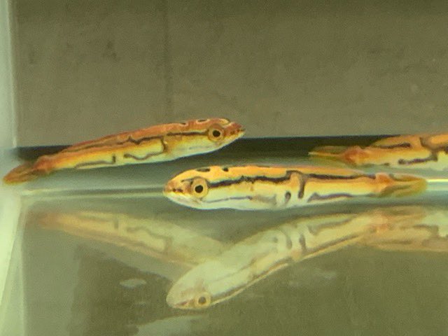 小さな熱帯魚の店 レインボー 小虹 の人たち トーマンエマス 綺麗な個体が来てます 今回は特価で出してますよ トーマン スネークヘッド 大阪スネークヘッド 大阪熱帯魚 熱帯魚レインボー 筋トレ系熱帯魚屋 T Co Y0dponvsla Twitter 小さな熱帯魚の店 レインボー 小虹 の人たち トーマンエマス 綺麗な個体が来てます 今回は特価で出してますよ トーマン スネークヘッド 大阪スネークヘッド 大阪熱帯魚 熱帯魚レインボー 筋トレ系熱帯魚屋 T Co Y0dponvsla Twitter