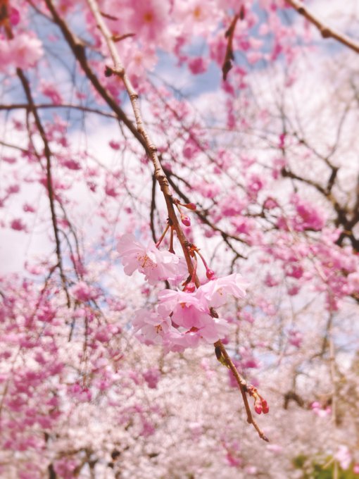 🌸満開で綺麗だった!たくさん桜吹雪を浴びました!
あと帰宅したら服に花びらがついてたので師匠と一枚。 