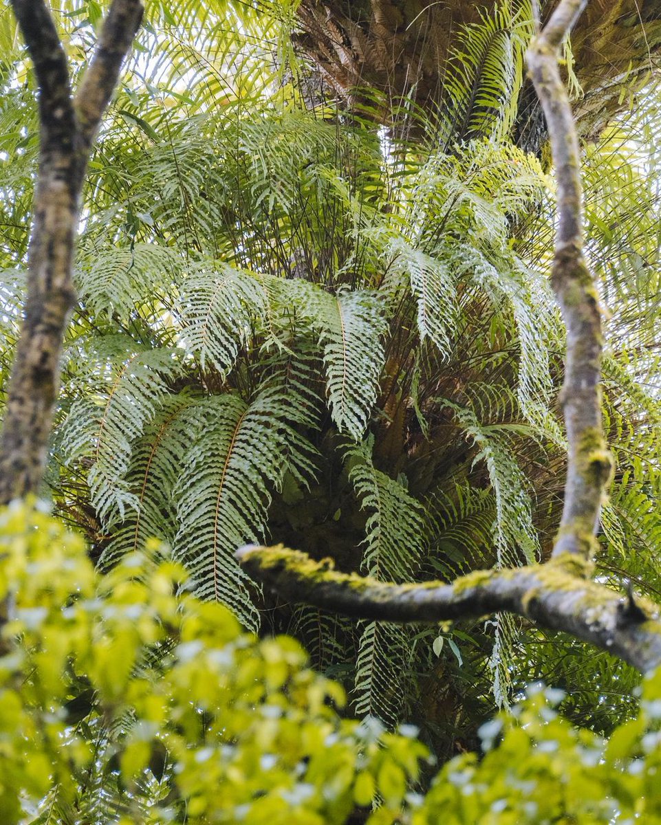 CairnsGBR's tweet photo. We’re quite partial to a big tree here in @cairnsgbr 🌴 Especially when they're as photogenic as the #CathedralFigTree 💚😍 It's rumoured that this is the best place to hear an early morning bird singing in @ath_tablelands 🎶🦜
📸 IG/zpaulger #explorecairnsGBR #exploreTNQ https://t.co/5BjqslYR7W