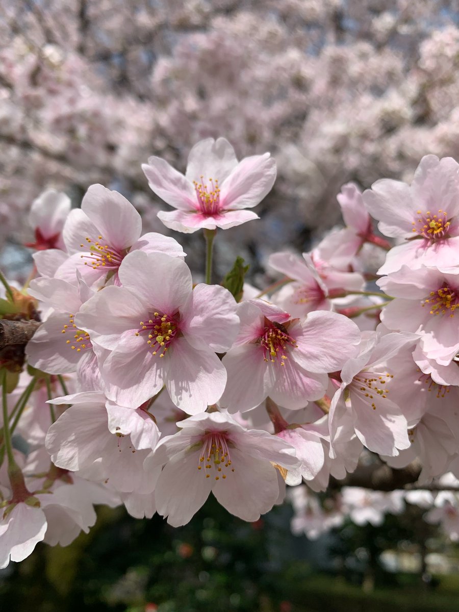 jcsw_pr's tweet photo. 社大の桜は満開
新学年の開始まであと少し
4月の準備も大詰めです
#日本社会事業大学 #社大 #jcsw #社会福祉
#春から社大 #春から日本社会事業大学 https://t.co/KDV1xc9PDa