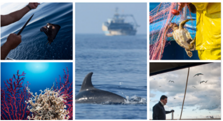 Fisheries Regional Coordination Groups (RCGs) tweet media