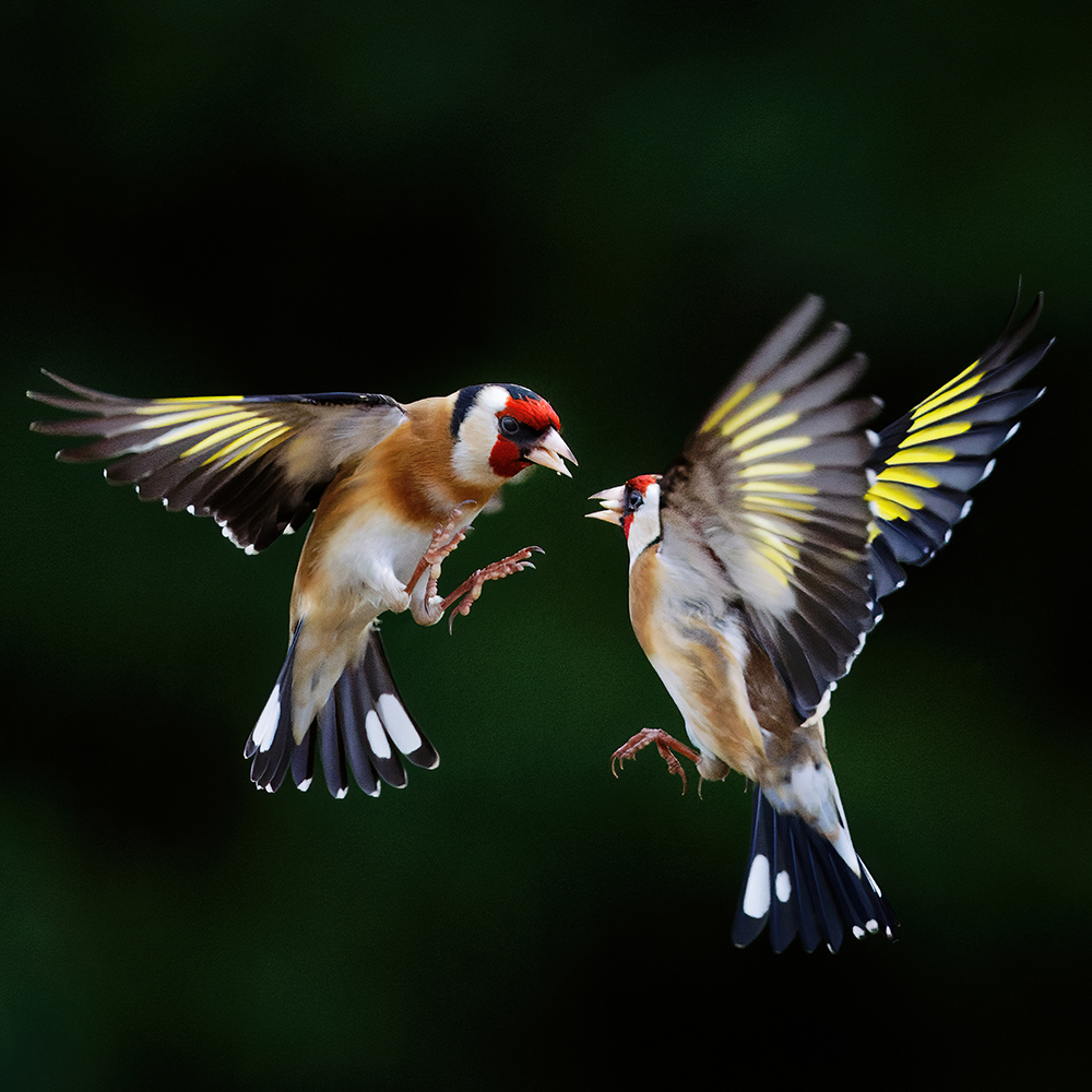 AP_Magazine's tweet photo. Congratulations to David Jackson for being selected as this week's #APPicoftheWeek with his fantastic image of squabbling goldfinches, 'Fight &amp; Flight'. https://t.co/QnJHJDtRzc