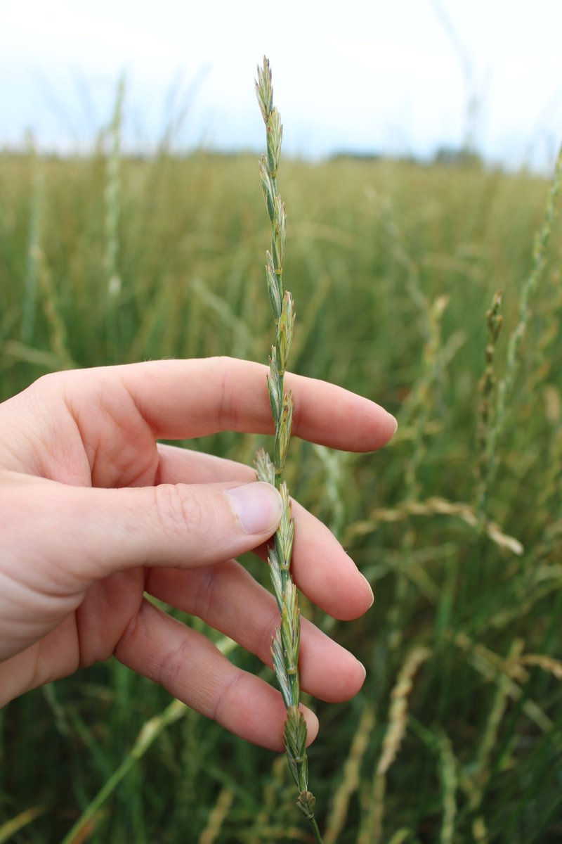 Odling av flerårigt vetegräs #Kernza går bra att avbryta enbart genom harvning om det sker upprepade gånger. Plöjning av jorden är därför inte nödvändig visar studie från SLU. Den visar även att Kernza kan fungera som förfrukt till rödbetor. bit.ly/PAKernza
<a href="/Dr_LMM_Soil/">Dr Soil</a>