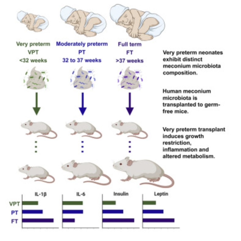 GMFHx's tweet photo. It's known that preterm neonates exhibit a distinct meconium microbiota composition. New findings show initial gut microbiota may be causally related to complications of prematurity https://t.co/fQWVdk23Xb https://t.co/cEOFDpo1op