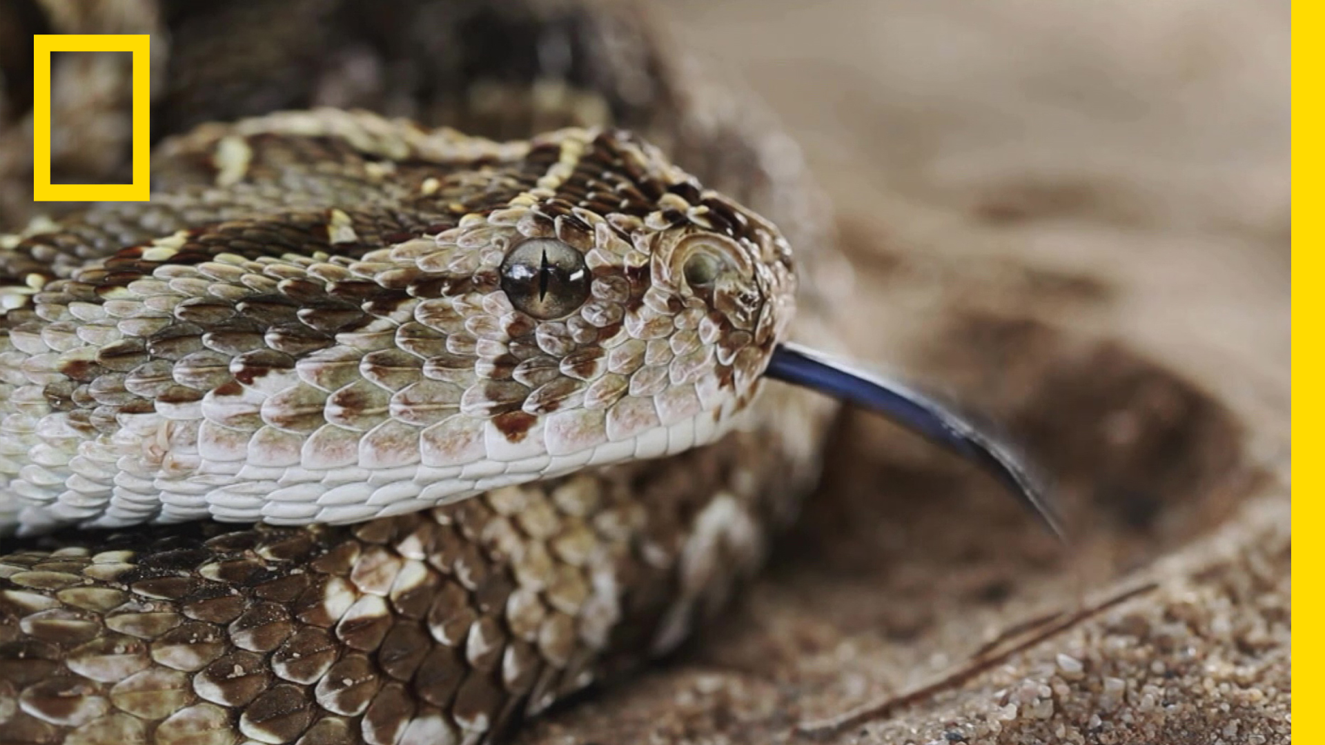 ナショナル ジオグラフィック Tv アフリカには孤高の捕食動物が数多く存在しますが その中でも群を抜いて危険な生き物がいます その名も パフアダー 毎年多くの人がこの毒ヘビに噛まれて命を落としていますが その理由の一つに高いカムフラージュ能力