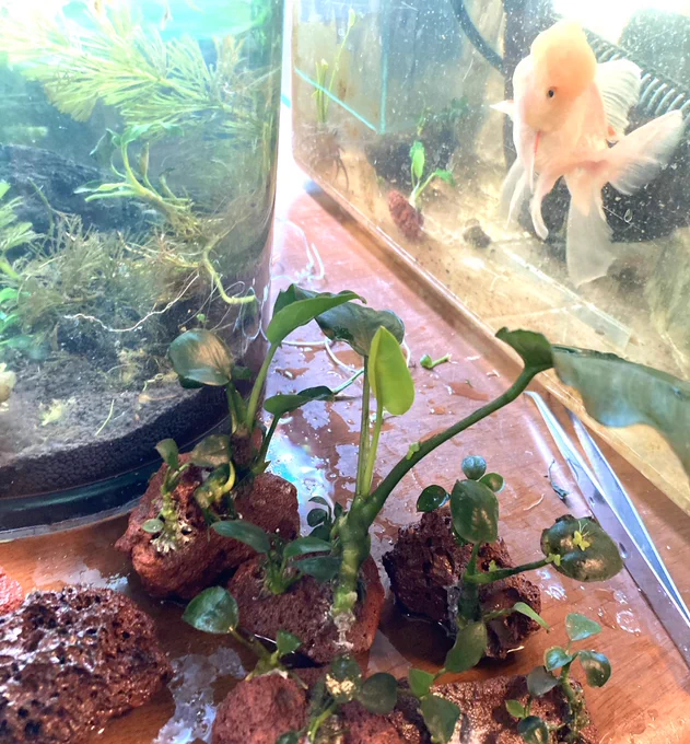 水草撮ってたら絶対に写りたい金魚があらわれた。 