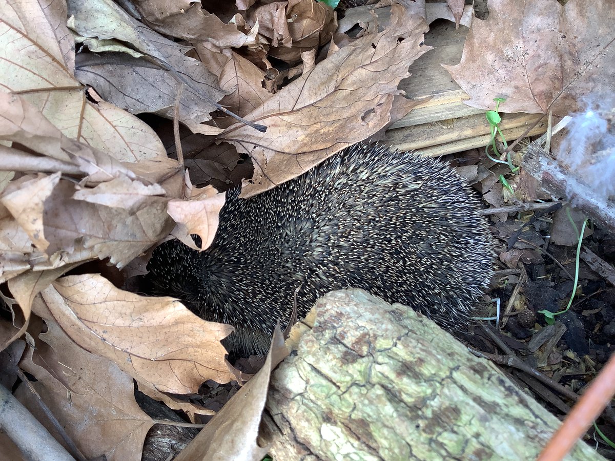 Outdoor Ed tweet media