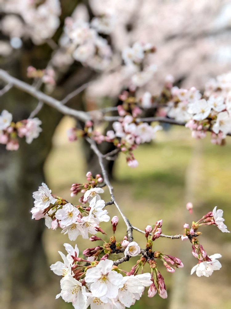 jimumegami's tweet photo. #桜 が咲くと
幸せな気持ちになるのはなぜだ～🌸🧡
#春が来た #姫路 #これから見頃 #美しい #花 https://t.co/0NaNszXdZb