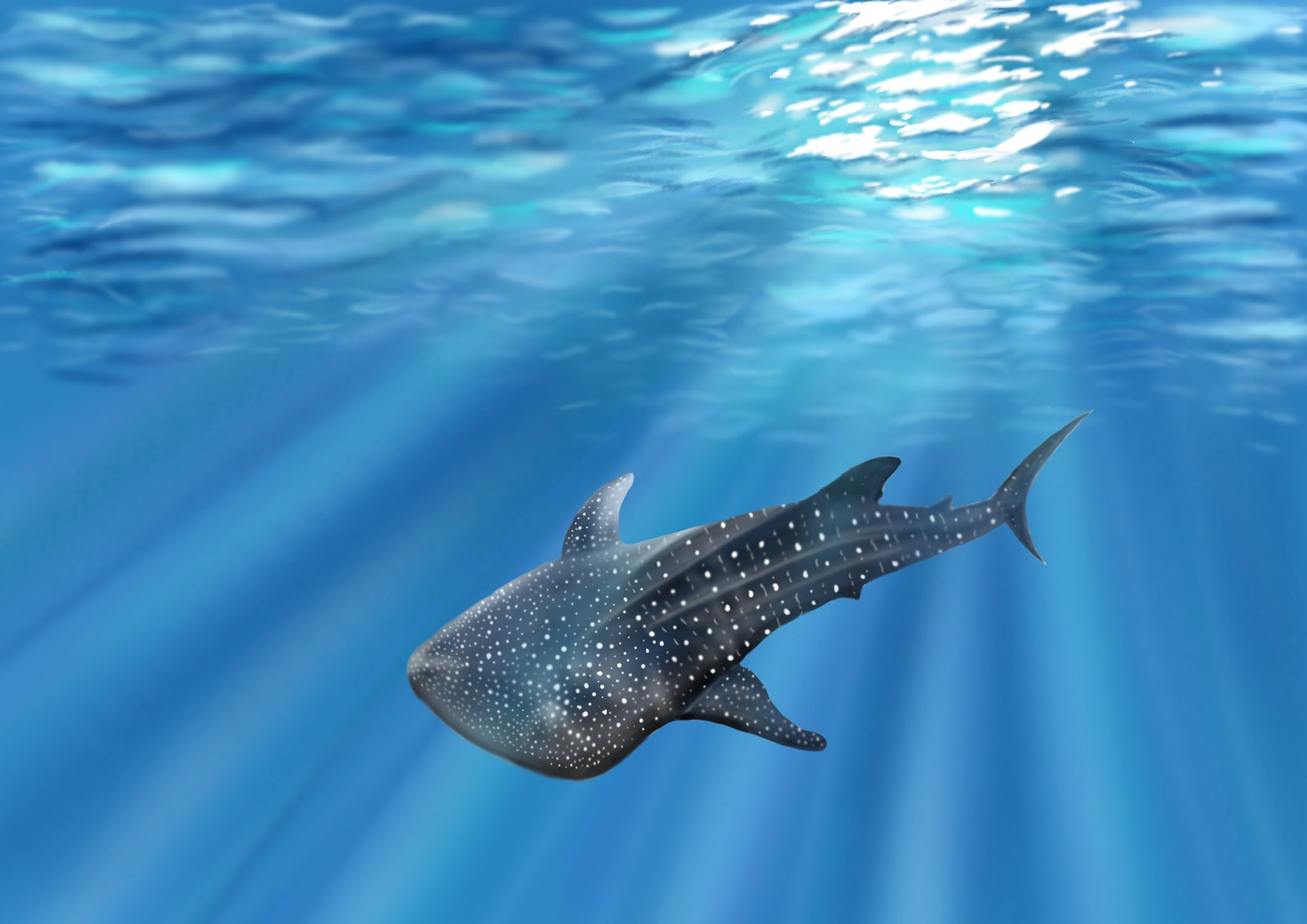 まぁ Mashiroten 海洋生物同盟 Pa Twitter Ipadで水中の背景練習 最近イラストばかり載せてすみません ひとつの背景に約1時間かかりました ジンベイザメより背景を描くのが1番難しいです Ipadでお絵描き 海洋生物同盟 ジンベイザメ イラスト