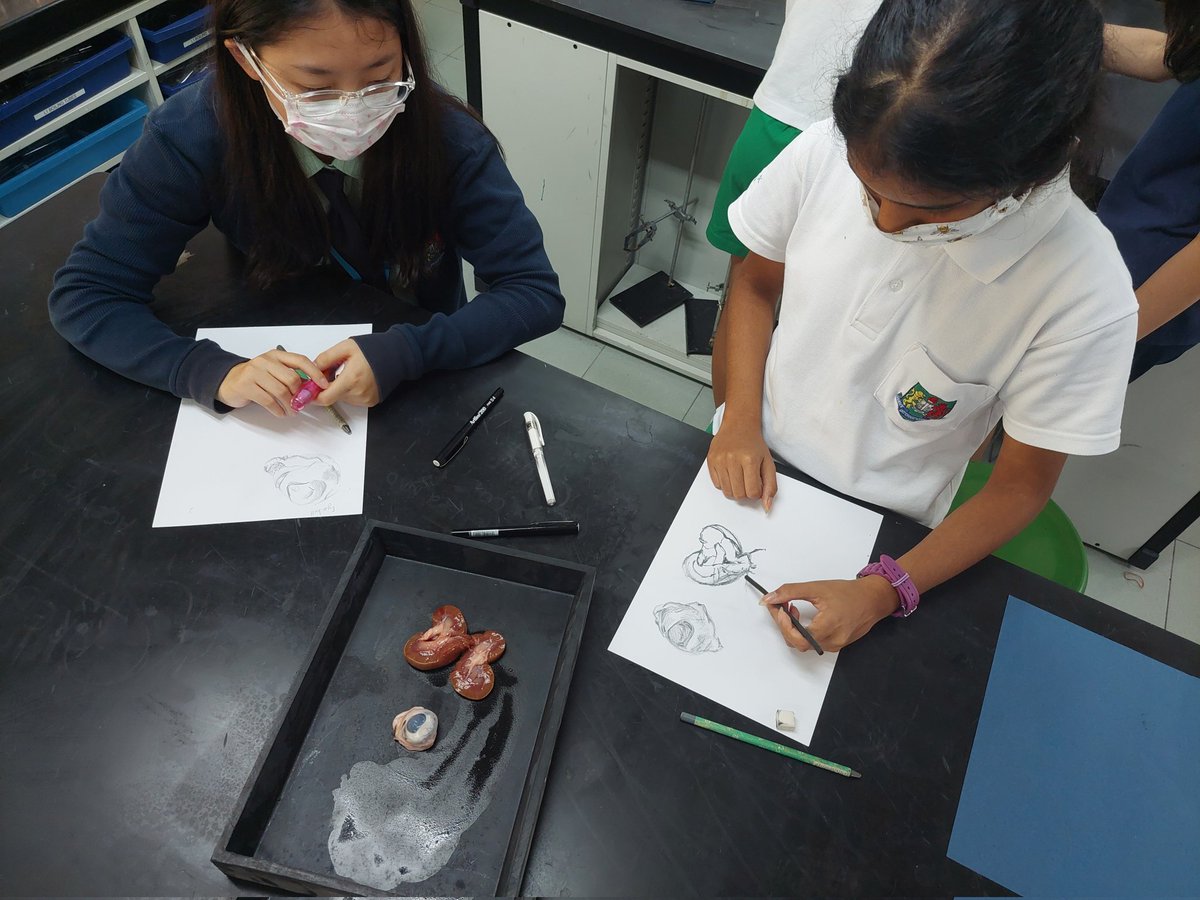Art_Gis's tweet photo. My favourite science week art activity - dissection drawing! We learned about kidneys, hearts, lungs and eyes. #observationaldrawing #lookcarefully #gislearning #artistscientist Thanks @GISscience for hosting. https://t.co/UCwWxgTGCh
