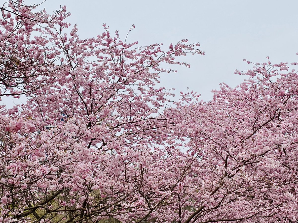 #Sakura time again in Munich. Feels lake last year’s season was only yesterday. Time blurs somehow in these mad times. cherryblossom