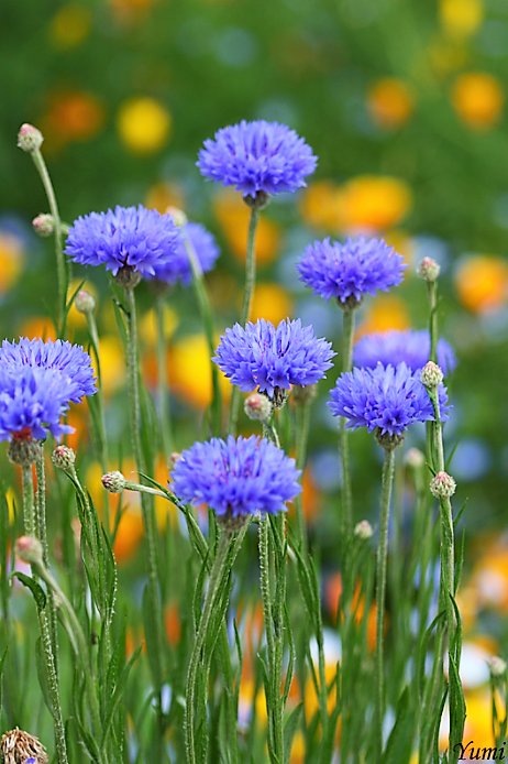 I wish you a wonderful Wednesday. sweets and pleasures 💜💚💛

#nature #NaturePhotography #NatureBeauty #naturelovers