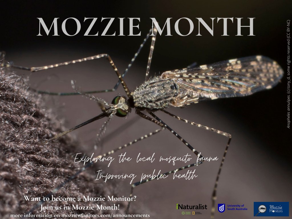 MozzieMonitors's tweet photo. #MozzieMonth is over & what a fantastic effort!
274 observations
26 species
28 Identifiers
119 Observers
What species do you think topped the list?
https://t.co/XROL14s8HJ
@Mozziebites @mozztacular @CitSciOZ @atlaslivingaust @RTW_Aus https://t.co/nQUu97cC17