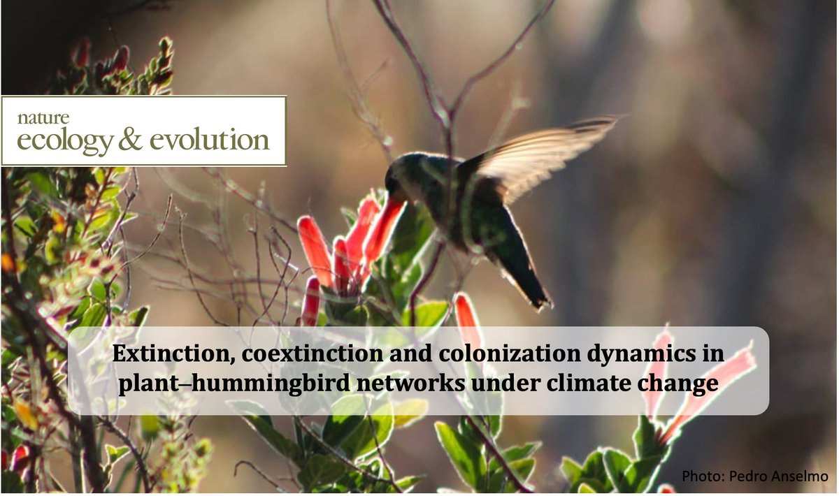 for_synthesis's tweet photo. There is no balance between #Extinction, #Coextinction & #Colonization in a warming world!
This new paper in @NatureEcoEvo shows that we can not expect colonizations to adequately balance out local extinctions in the most vulnerable ecoregions. Check out:https://t.co/bQH2WFyQ3w https://t.co/rv1ryiUppI