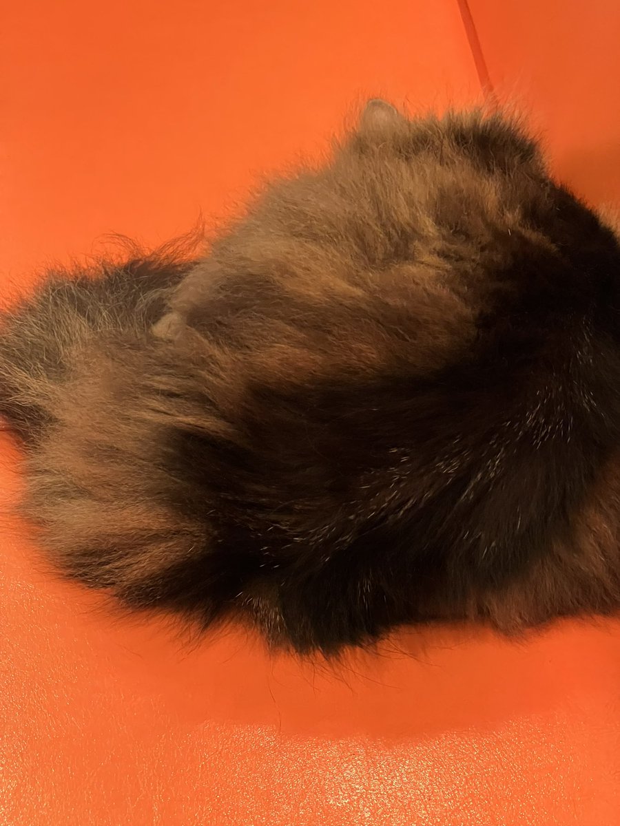On68050505's tweet photo. 猫店長のいるお店でお茶休憩です。店長代理のカイザー君です♪「ネコーン」を頂きました♪♪
#新宿 #ディーカッツェ #DieKatze #カイザー #猫写真 #猫 https://t.co/vMYhxcUDwW