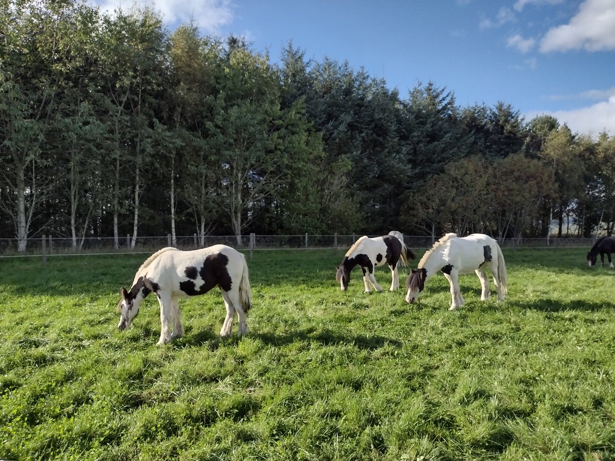 Help us build data on the weather patterns associated with EGS by reporting your case. We are particularly interested in cases during the last three years so if you haven't reported yours yet it is not too late! grasssickness.onlinesurveys.ac.uk/equine-grass-s… <a href="/MoredunComms/">The Moredun Foundation</a> @BritishHorse @HorseCharity
