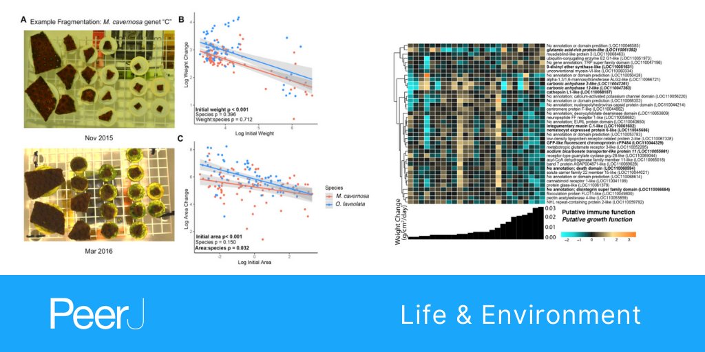 thePeerJ's tweet photo. Highlighted in The State of Active #Coral Reef Conservation and Restoration Collection - Mechanisms and potential immune tradeoffs of accelerated coral growth induced by #microfragmentation

Full article https://t.co/guJWRRNKD3

#Bioinformatics #ConservationBiology #Genomics https://t.co/Ic53UPNTj9