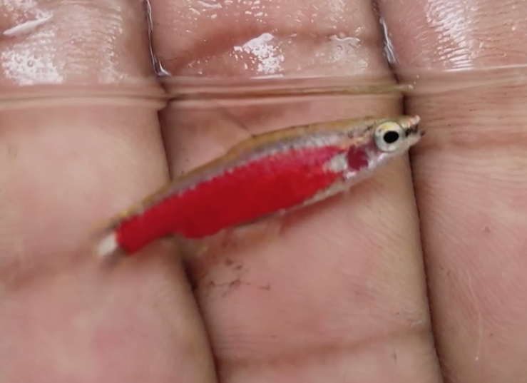 FishInTheNews's tweet photo. A beautiful, new undescribed species of #pencilfish has been collected by a tropical fish exporter from Iquitos, #Peru - #𝑁𝑎𝑛𝑛𝑜𝑠𝑡𝑜𝑚𝑢𝑠 𝑠𝑝. 'Super Red Cenepa'.
🔗 https://t.co/hQbBIOWRPj
#NewSpecies #newSpeciesAlert #Characin https://t.co/Ovfiqmsszm