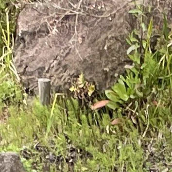 @v0jCMRo4MIhR3gA ここ遠目から見ると人の横顔に見えたw 