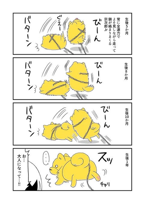 今はもう、走りながら絡まった鎖をヒョイヒョイーってしますw(リニューアル再掲) #宗次郎Jr 