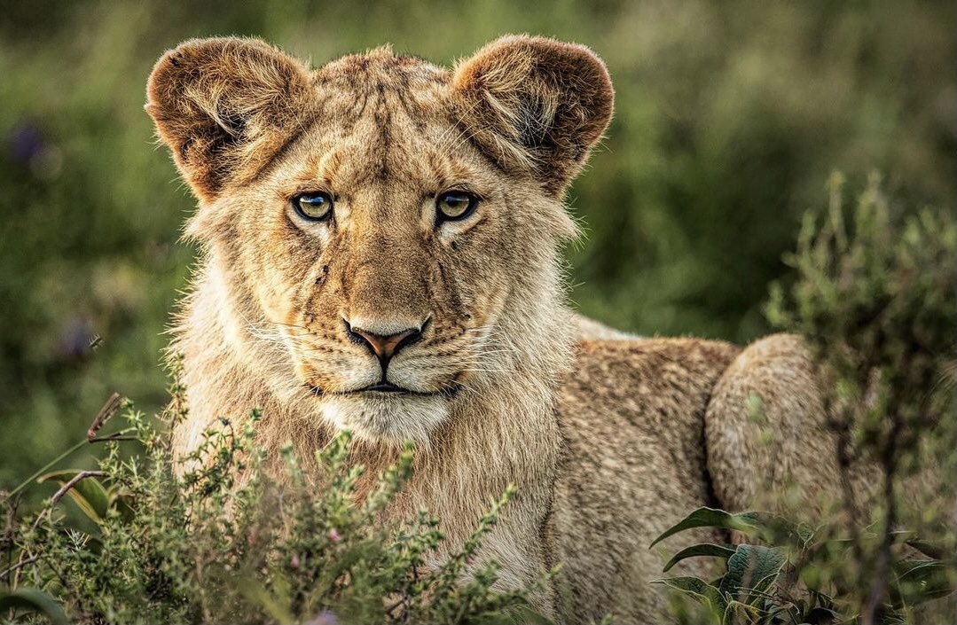GreatAdveAgency's tweet photo. Travel to Tanzania with us #travel #solotravel #joingroup https://t.co/3vb1OxBye2
