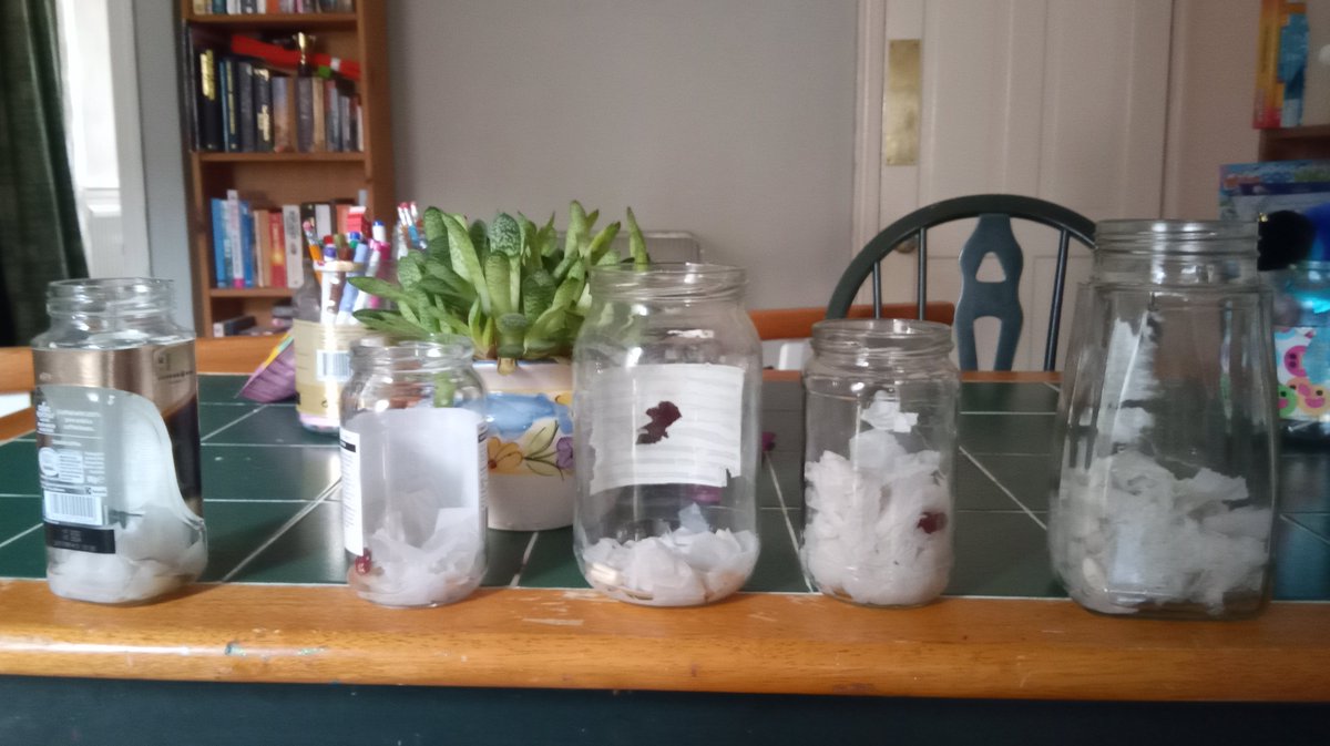 MistyTh32710371's tweet photo. Growing some beans we found in the park https://t.co/RLmjTqub1r