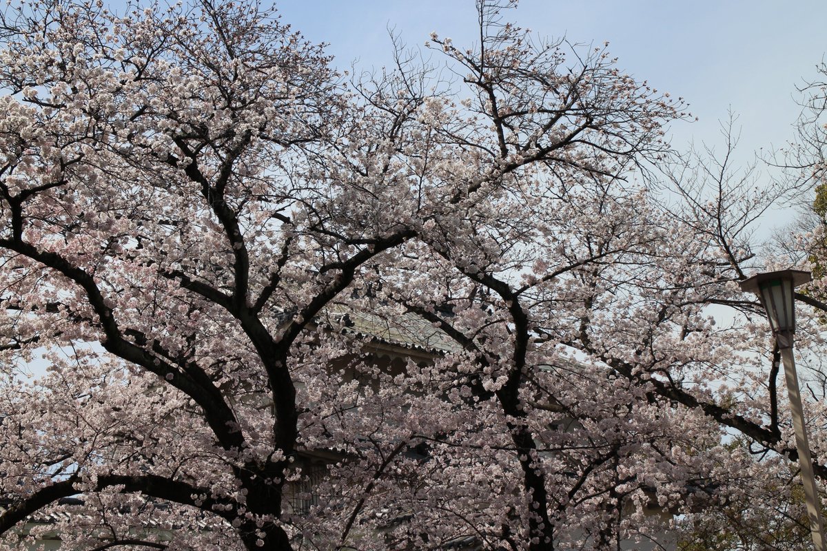 leaf5293's tweet photo. さくら🌸春だね😀 https://t.co/yxyX8i9dIg