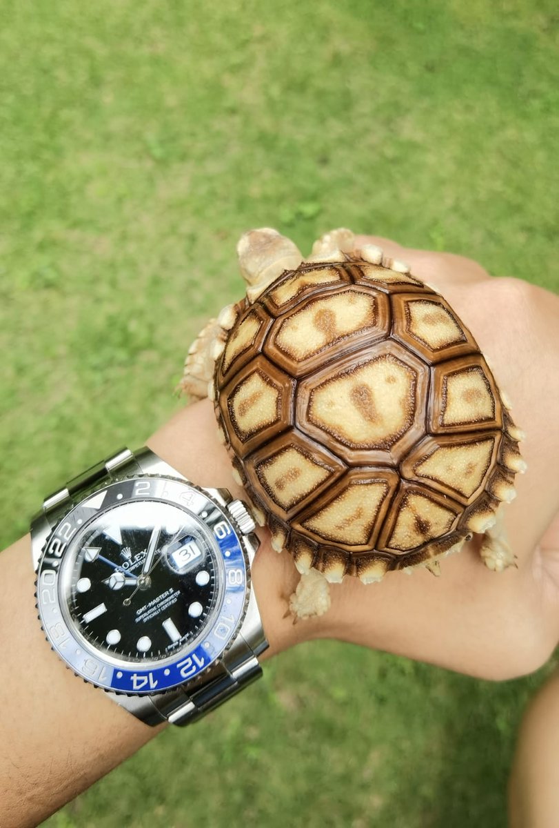 YBILLIONAIRE_ID's tweet photo. @cryptojefejuan @WizKingNFT #NoFlexing , My Sulcata Batman With My Rolex Batman . No Need Profit From Crypto To Buy That 😎 https://t.co/BgFZFCrWbT