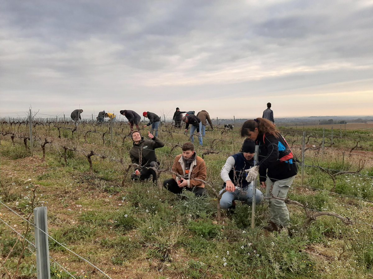 Sun__Agri's tweet photo. La semaine dernière, toute l'équipe Sun'Agri s'est retrouvée sur la parcelle de Grenache d'un de nos partenaires dans les Pyrénées-Orientales pour une tailler les vignes. 🍇🌱

#SunAgri #vignoble #agriculture https://t.co/JtrpUSya4f