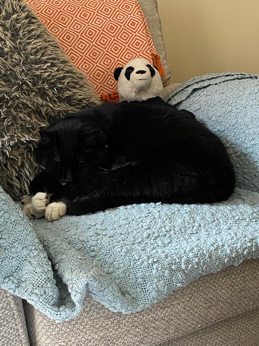 Parker_The_Cat's tweet photo. I claim this chair in the name of Parker the Cat for all cat kind. (P.s. that’s Vinny the Panda behind me, he’s my sleep pal). Hope you are all ok, sending love and purrs to all #CatsOfTwitter #catchair #mychairnow #sleepycat https://t.co/pkfJb6VUPH
