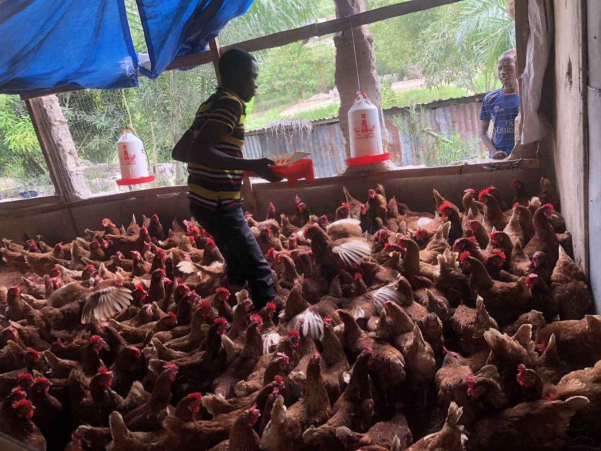 Elie Lomboto🇨🇩🐓 tweet media