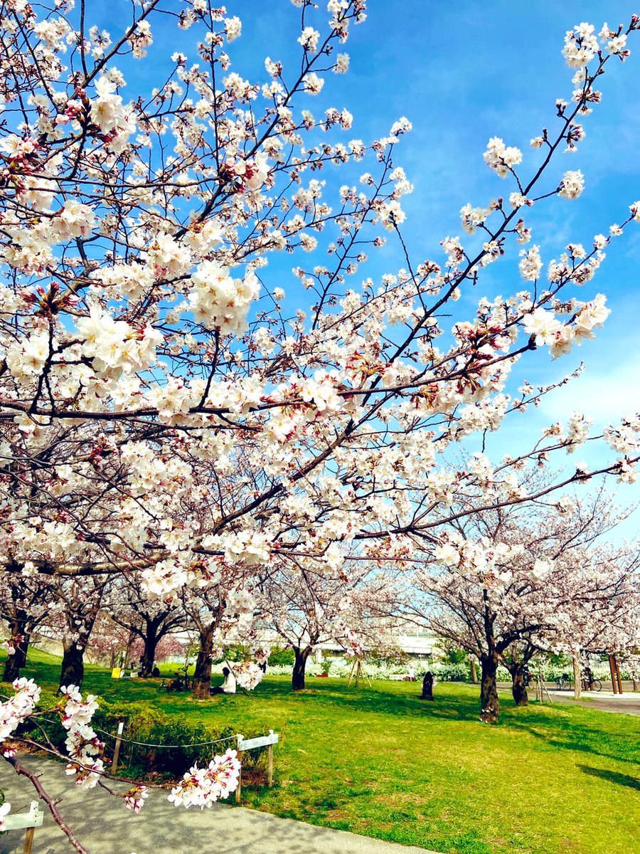 こんばんは🌸🍃 3月もありがとう ございました(❁ᴗ͈ˬᴗ͈) 満開じゃ