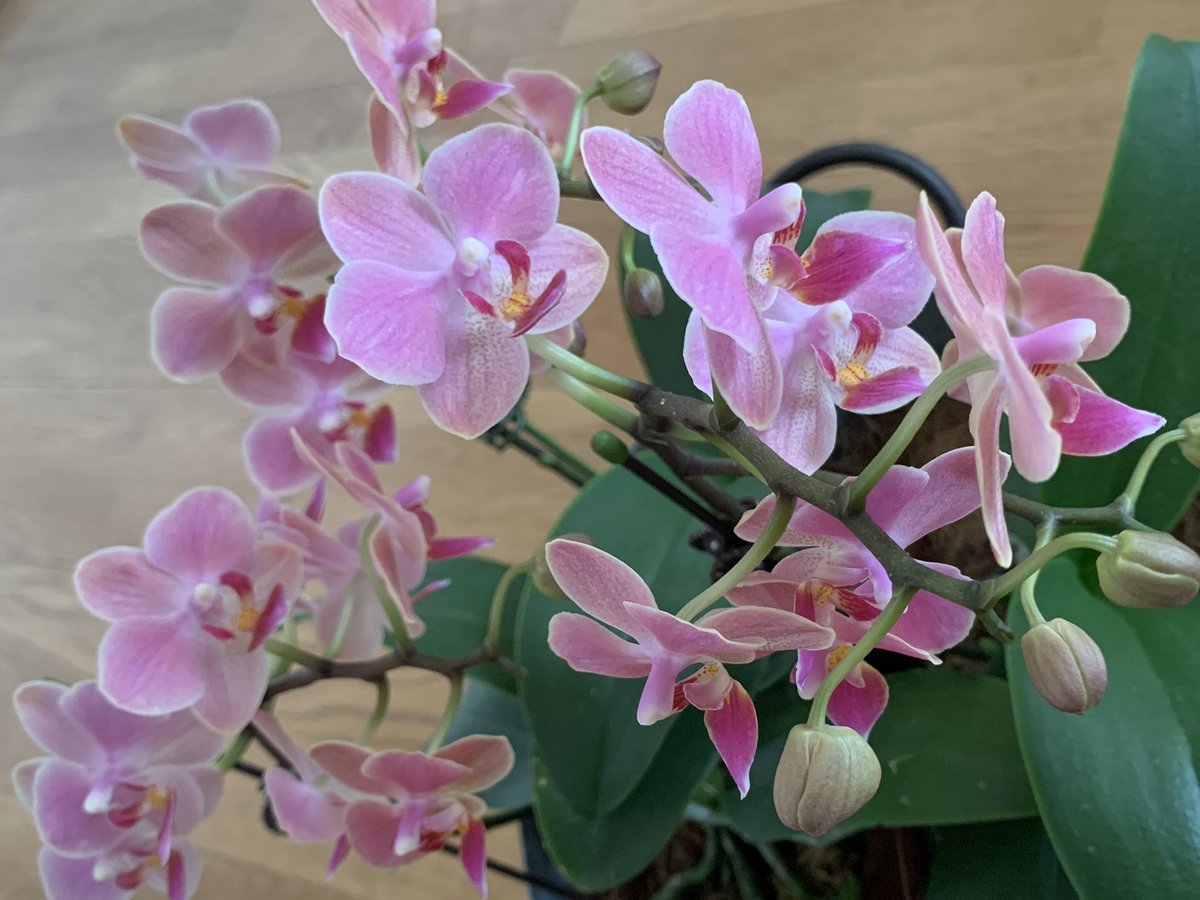 orchids_s's tweet photo. 出会いと別れの季節。退社するスタッフさんに、我が家で咲かせた可愛い胡蝶蘭をプレゼント。幸せが訪れますように！
A season of farewells. I gave cute orchids that I had bloomed myself to a retiring colleague. May you find happiness! 
#orchid #phal https://t.co/FacgbJGwAn