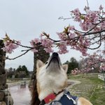 ツイートに含まれる画像