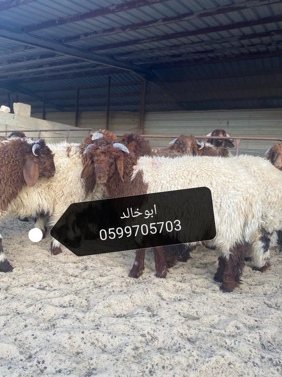 dmmsheep's tweet photo. النعيمي الطيب
ماشاء الله تبارك الرحمن https://t.co/EJzmPBVAwH