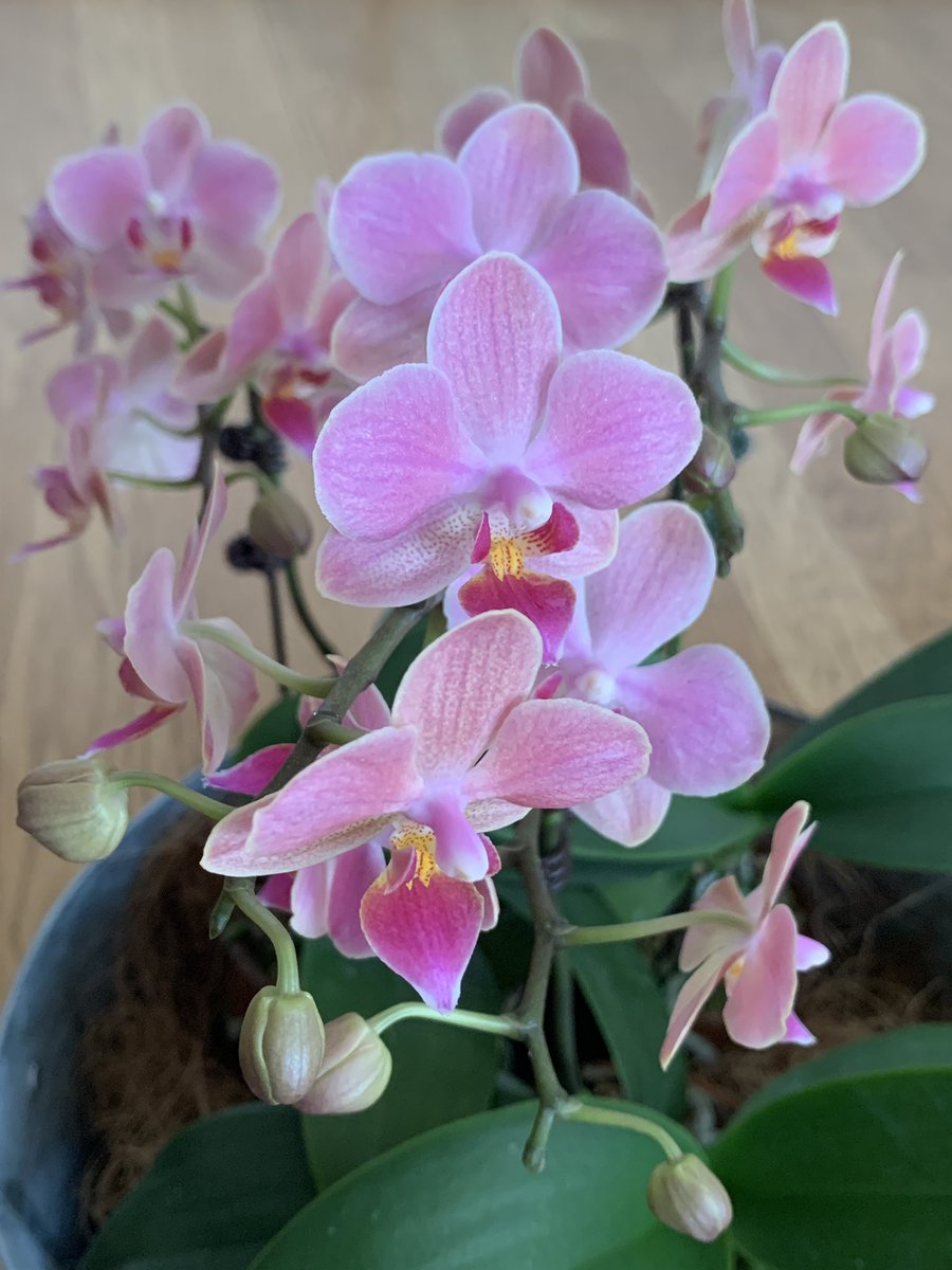 orchids_s's tweet photo. 人に花をあげるって、いいもんだなあ… https://t.co/VlntDWqu6K