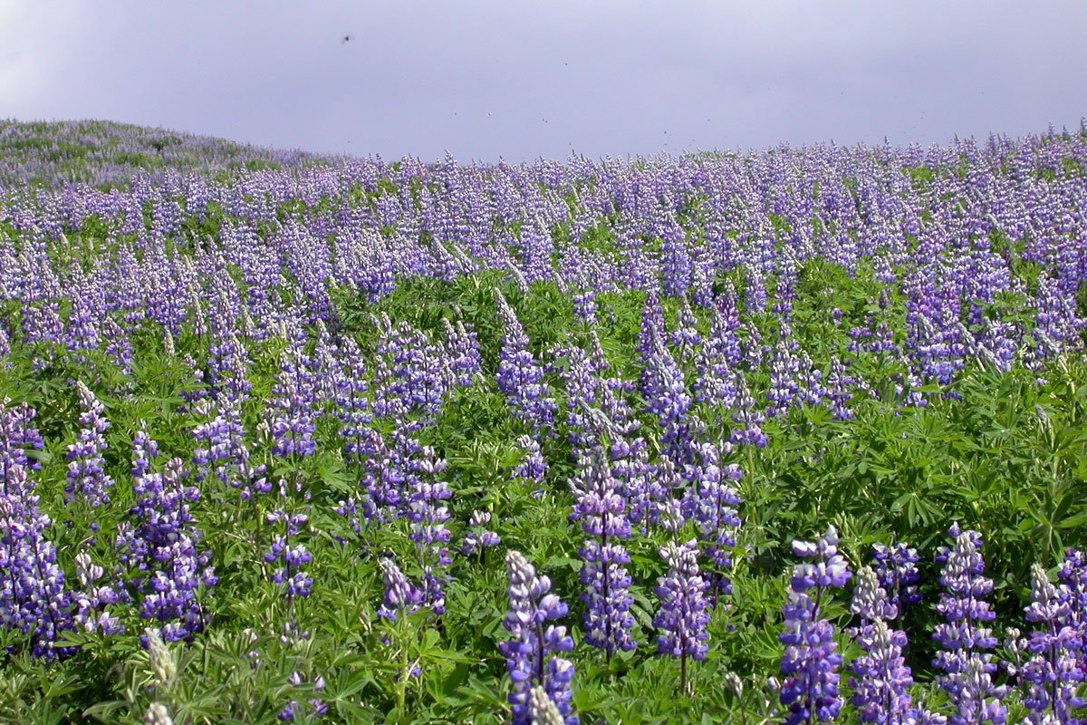 Lúpína er stórkostleg. Öll rök gegn henni halda engu vatni. Áfram lúpína!