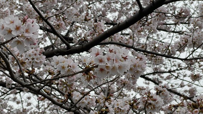 石神井川付近の桜。見頃を迎えましたかね🌸 