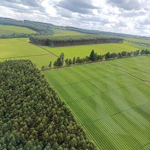 tukwa2's tweet image. happy to see kericho Tea Growers in kenya were planting trees too
#trees4future
#ClimateAction 
@NemaKenya 
@CJ4Africa